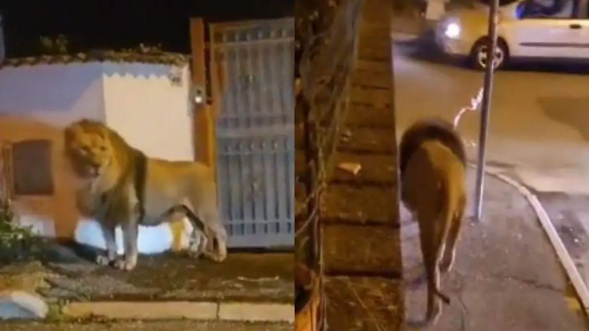 León caminando por las calles de Italia